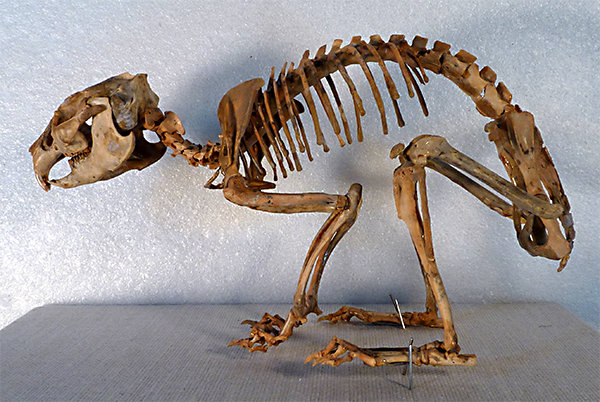 prolagus_skeleton_si.jpg