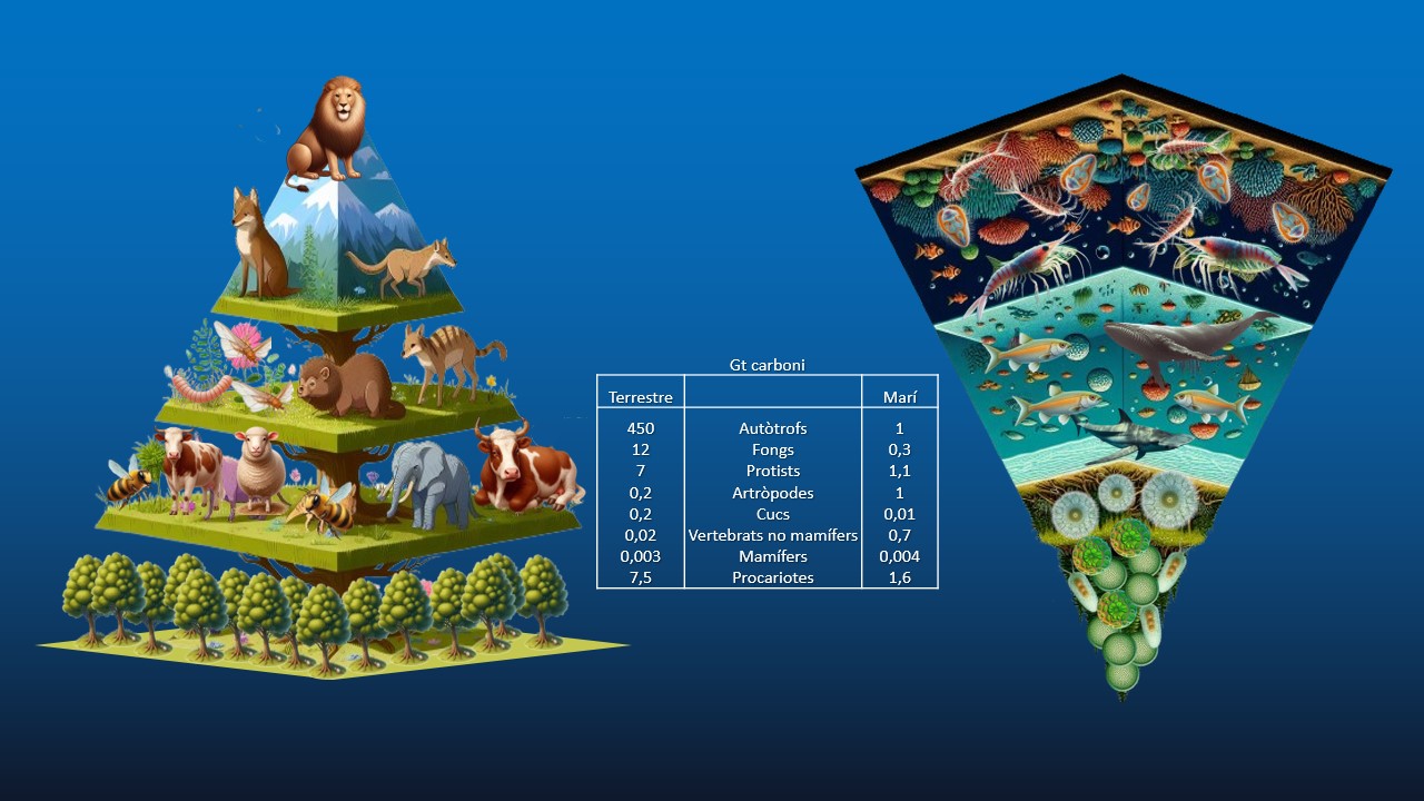 piramide_biomassa2.jpg