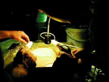 Alimentació 2010