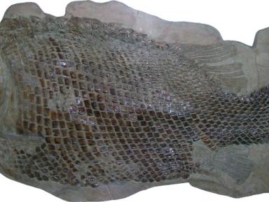 Paleontologia 2009