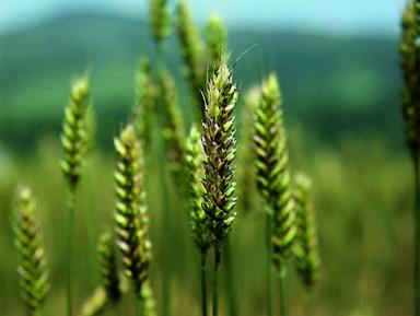 Agronomia 2010