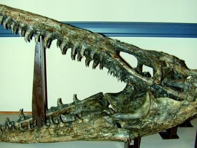 Paleontologia 2010
