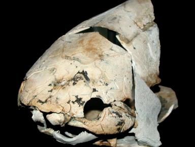 Paleontologia 2012