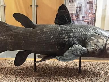 Paleontologia 2016