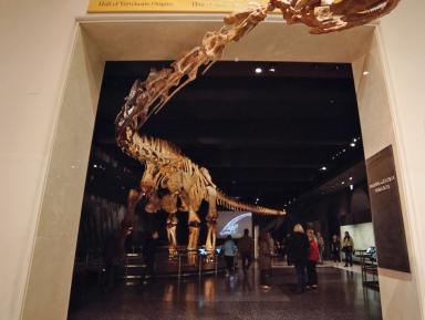 Paleontologia 2017