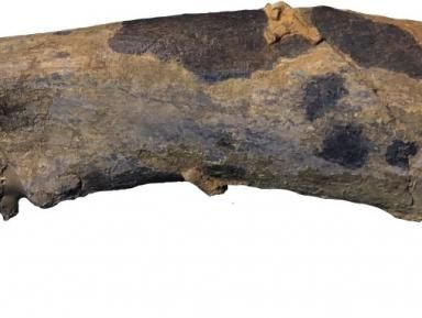 Paleontologia 2018